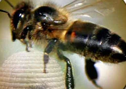 Apis mellifica