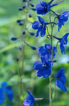 Belladonna