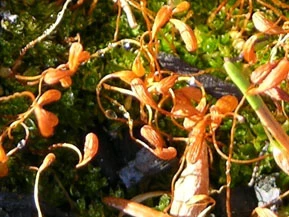 funaria hygrometrica