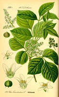 Rhus toxicodendron