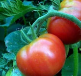 Tomates